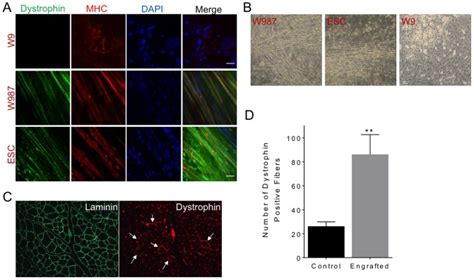 A Immunofluorescence Staining Of Dystrophin In W W And Esc