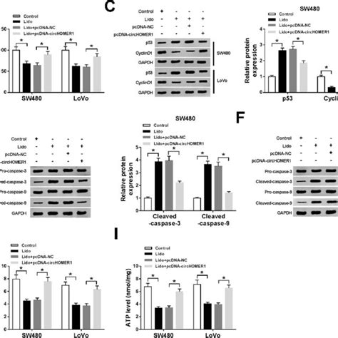 Lidocaine Inhibits Crc Cell Proliferation Aerobic Glycolysis And Download Scientific Diagram