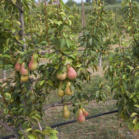 Ayers Pear Tree Green Thumbs Garden