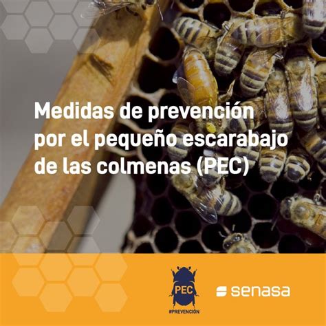 Medidas sanitarias para prevenir el ingreso del pequeño escarabajo de