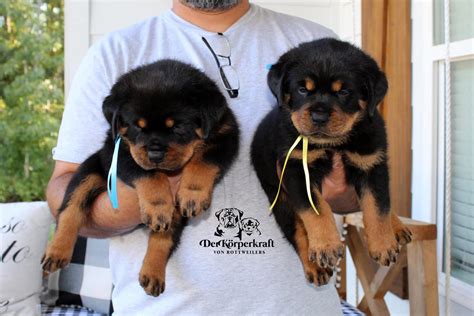 DKV Rottweilers | German Rottweiler Puppies For Sale | DKV Rottweilers