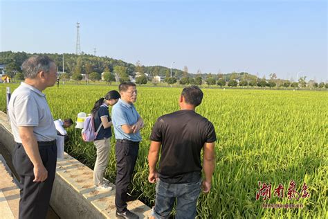 湖南：省局组织气象专家实地指导水稻抗旱夺丰收 湖南省气象局