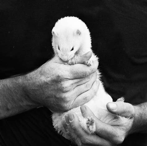 Forever Ferrets Rescue South Australia - FOREVER FERRETS RESCUE SOUTH ...