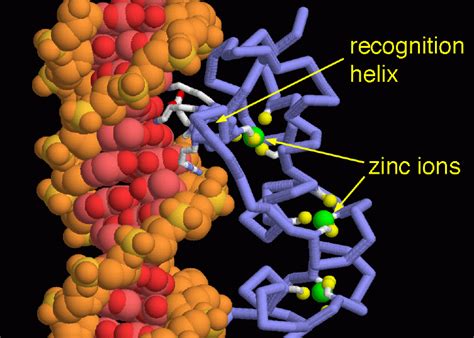 Pdb 101 Molecule Of The Month Estrogen Receptor