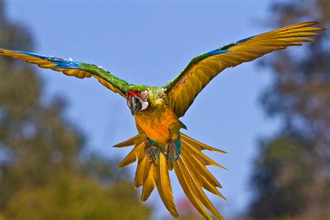 Miligold Macaws Biological Science Picture Directory