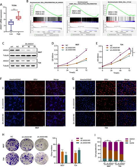 ANXA1 Knockdown Impairs Proliferation Colony Formation And The