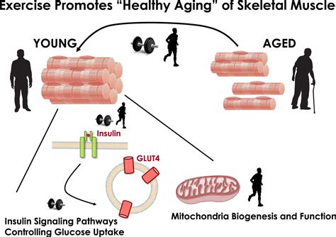 Exercise Promotes Healthy Aging Of Skeletal Muscle Cell Metabolism