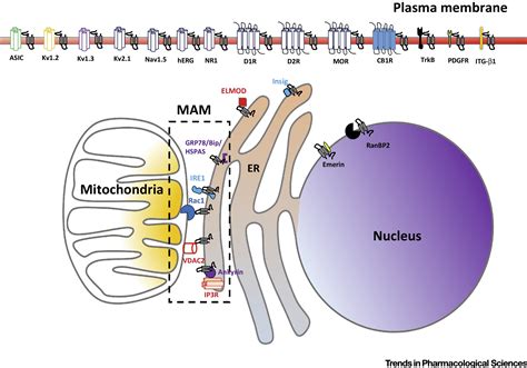 The Sigma 1 Receptor As A Pluripotent Modulator In Living Systems