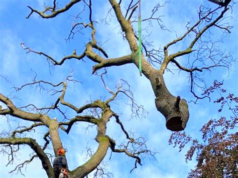 Pruimenbomen Laten Snoeien European Tree Worker Gecertificeerd