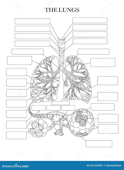 Lungs Coloring Page Stock Vector Illustration Of Disease The Best