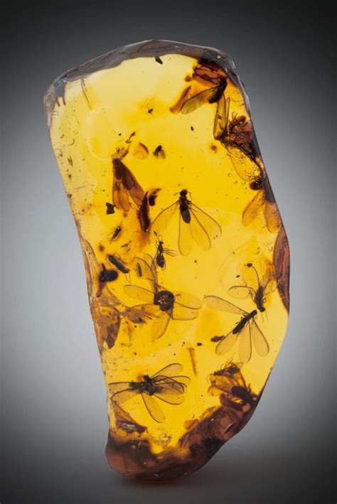 Amber with winged termite and winged ant inclusions (Hymenaea protera, Miocene) - Dominican ...