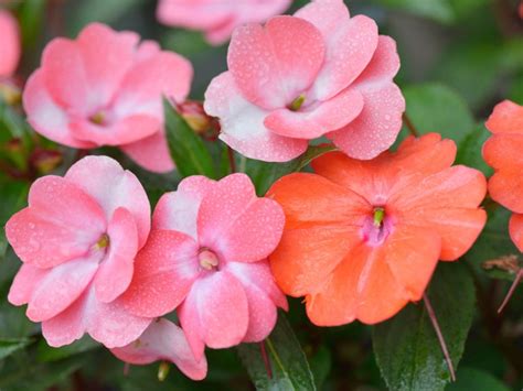 Impatiens Flowers Tips For Growing Impatiens