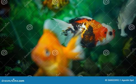 Colorful Freshwater Ornamental Fish in the Aquarium Stock Photo - Image ...