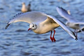 fågel måsar mås fiskmås flygande djur himmel dom vingar hav