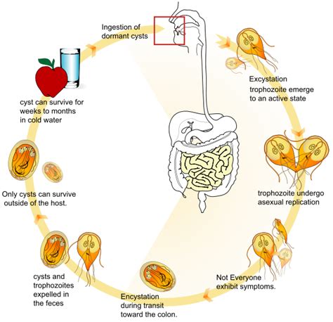 Infection Landscapes Giardiasis