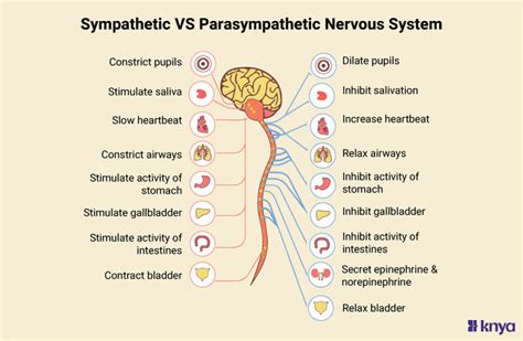 Difference Between Sympathetic And Parasympathetic Nervous Systems Knya