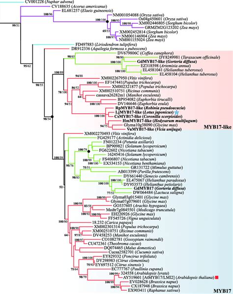 GARLI Maximum Likelihood Phylogram Of Early Diverging Members Of