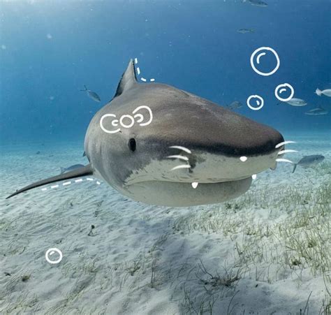 Hello Shark 🐱 In 2023 Shark Pictures Cute Shark Beautiful Sea Creatures