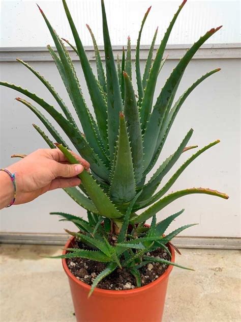 Pianta Di Aloe Arborescens Di Anni A Foglia Grande