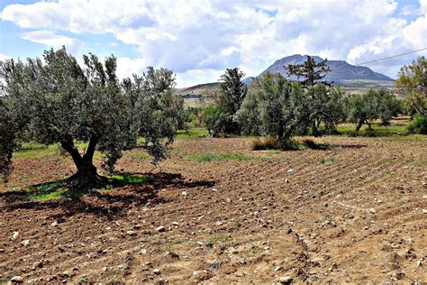 Your Guide To Tunisian Olive Oil Golden Olive Oil