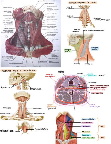 SOLUTION Imagenes Rotuladas Anatomia Studypool