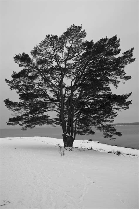 Free Images Tree Branch Snow Winter Black And White Weather