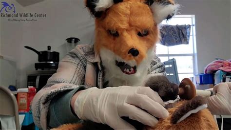 Virginia Wildlife Center Staff Dress As Foxes To Care For Orphaned Kit