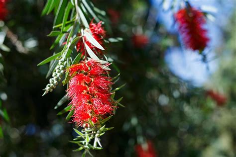 Red Bottlebrush Flowers In Bloom 11044730 Stock Photo At Vecteezy