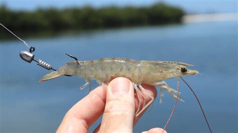 Fishing With Live Shrimp On Jig Heads YouTube