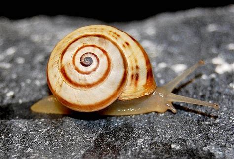 White Italian Snail (Madeira Snails) · iNaturalist