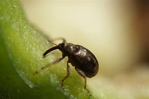 Metas Biol Gicas Para Mejorar Las Condiciones Fitosanitarias De Una