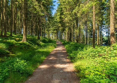 Wales is planting a national forest that will extend across the entire country - Flipboard