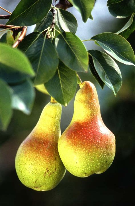 Pear | Description, Uses, & Types | Britannica