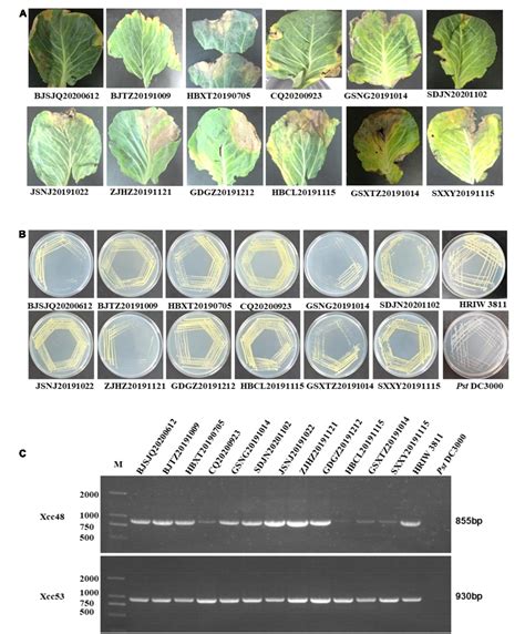 Figure 1 From Comparative Genomic Analysis Of Xanthomonas Campestris Pv