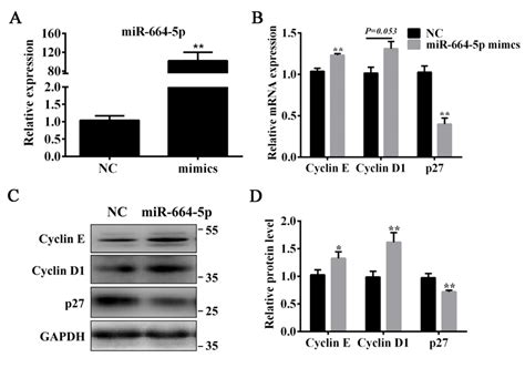 MiR 664 5p Up Regulates The Expression Levels Of Cell Cycle Genes A