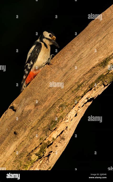 Female Greater Spotted Woodpeckers Hi Res Stock Photography And Images