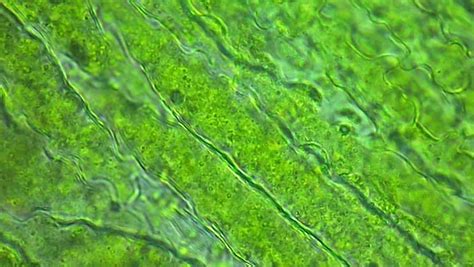 leaf cells microscope magnification view stock footage video