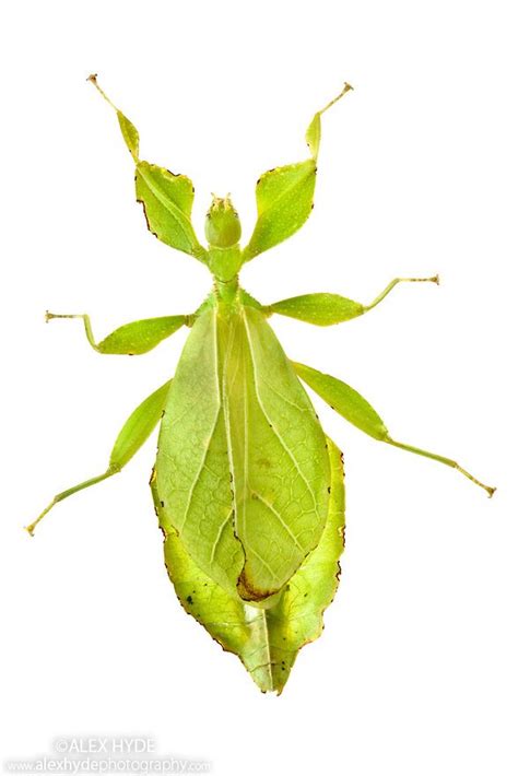 Leaf Insect Female {phyllium Siccifolium} Alex Hyde Insects Leaves Plant Leaves