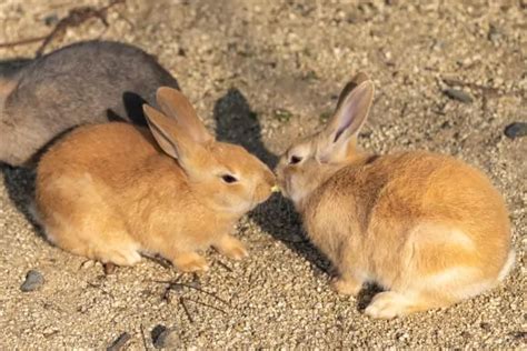 Will Pet Rabbits Attack Each Other? - SimplyRabbits - Rabbit care