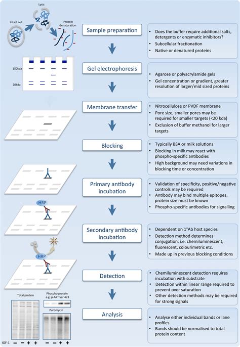 An Overview Of Technical Considerations For Western Blotting