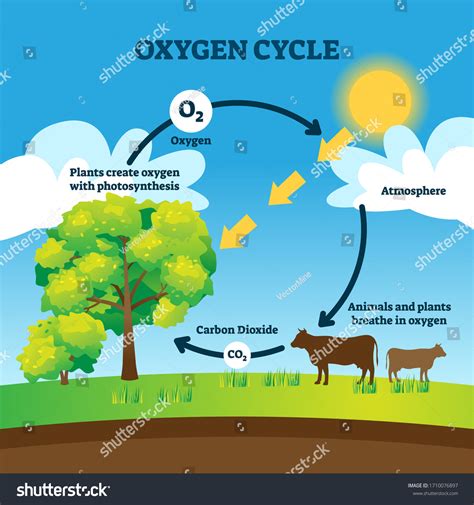 2,096 Oxygen cycle Images, Stock Photos & Vectors | Shutterstock