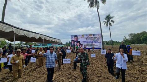 Gobel Uji Coba Tanam Singkong Organik Di Gorontalo