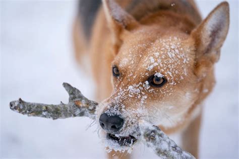 How To Prepare For Winter Weather - Texas A&M Today