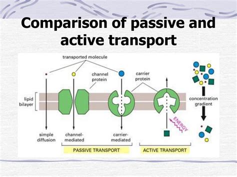 Active And Passive Transport Venn Diagram