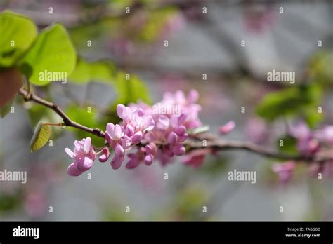 Pink, delicate flowers on the tree Pongamia pinnata Stock Photo - Alamy