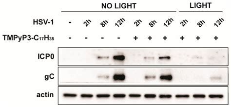 Pharmaceutics Free Full Text Photodynamic Inhibition Of Herpes Simplex Virus 1 Infection By