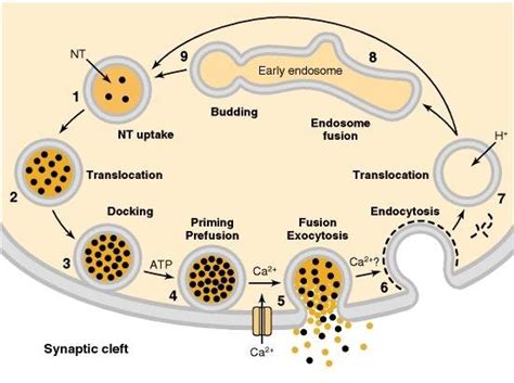 The synaptic vesicle cycle. Synaptic vesicle exocytosis can be divided ...