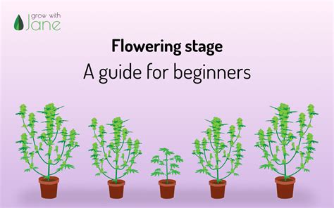 Cannabis flowering stage week by week