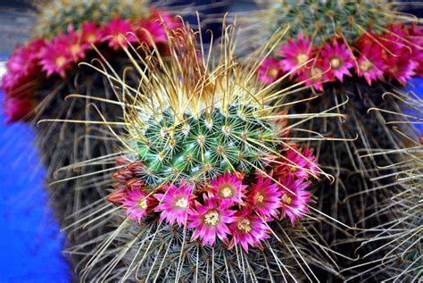 Crown Of Flowers On Thorns By Fosspathei On Deviantart