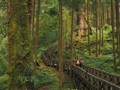 ALISHAN NATIONAL FOREST RECREATION AREA | Taiwan Trails and Tales